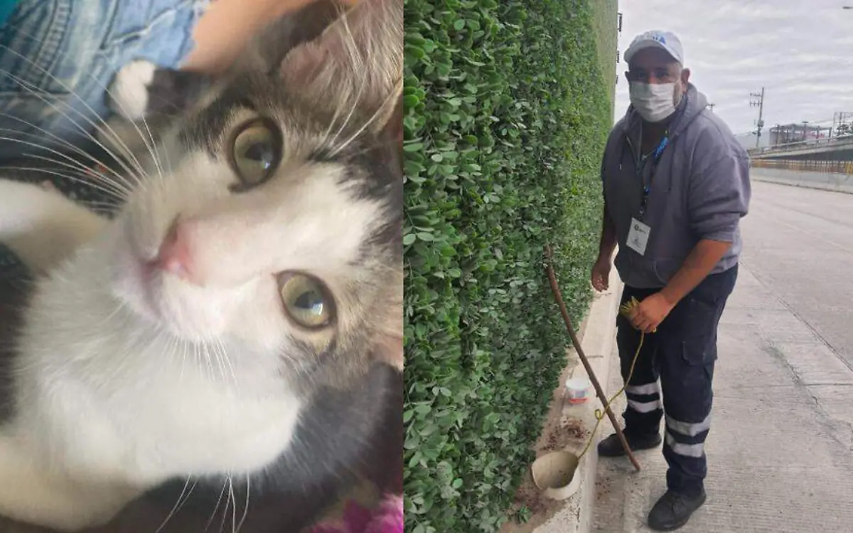 Quizá nunca sepamos como este gato llegó a una situación de riesgo en plena avenida Hidalgo, lo ciertoes que su historia sí tuvo un final feliz Facebook